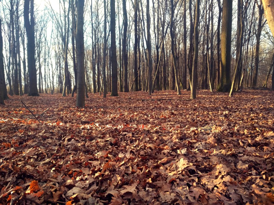 Autumn Forest (201072635)