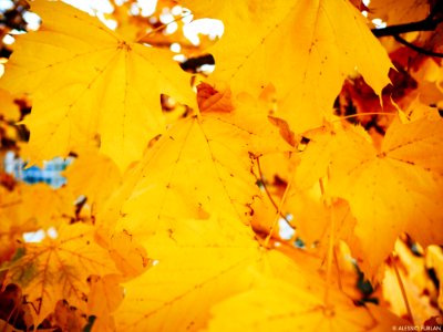 Autumn 2015 (127915499)