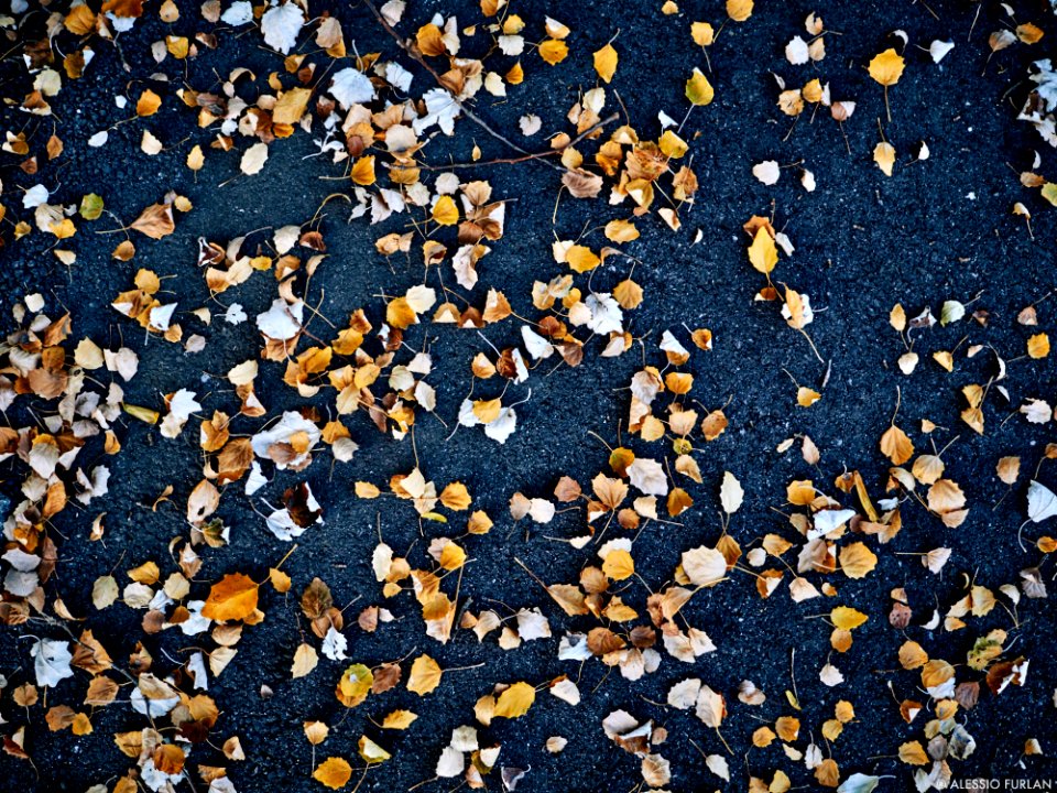 Autumn 2015 (127915497)
