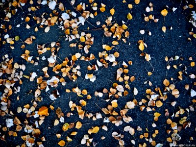 Autumn 2015 (127915497)
