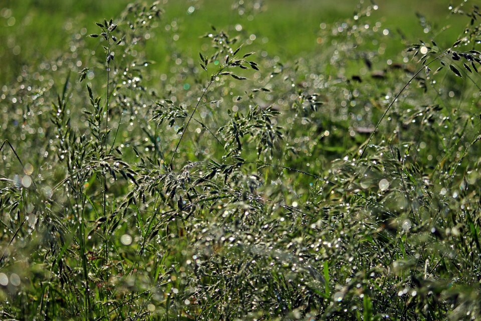 Drop of water meadow plant