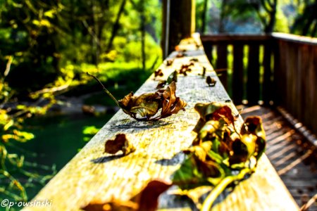 Autumn Leaves (182002949)