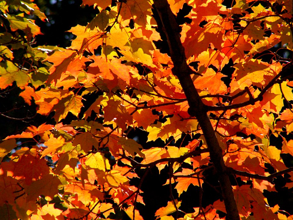 Autumn Leaves, 2015-10-10, 03