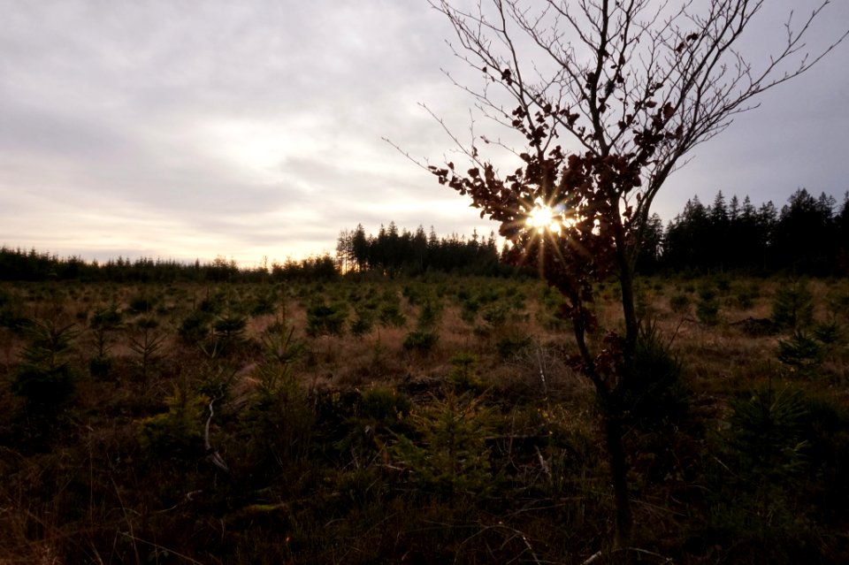 Autumn Sunset (131277647)