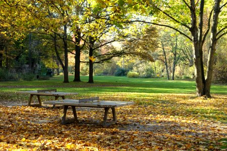 Autumn - Großer Tiergarten, Berlin, Germany - DSC09465