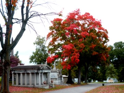 Autumn colors in the Allegheny Cemetery