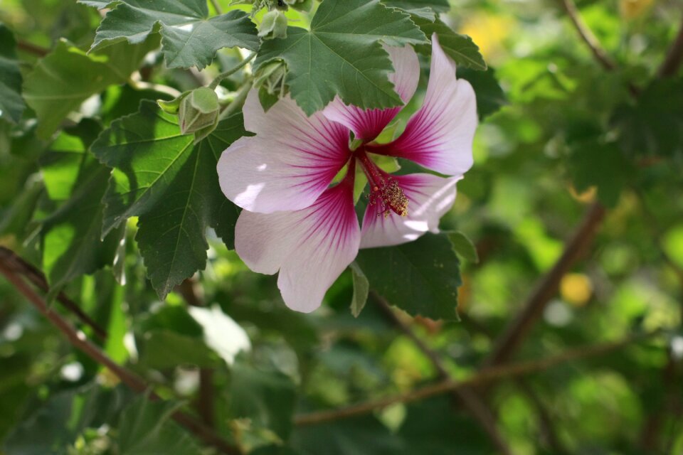 Plant flowers green leaves
