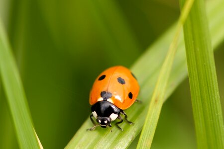 Lucky charm points nature photo