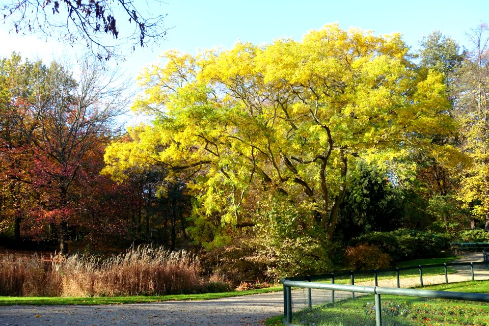 Autumn - Großer Tiergarten, Berlin, Germany - DSC09504