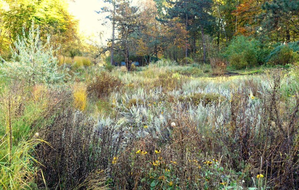 Autumn - Großer Tiergarten, Berlin, Germany - DSC09430