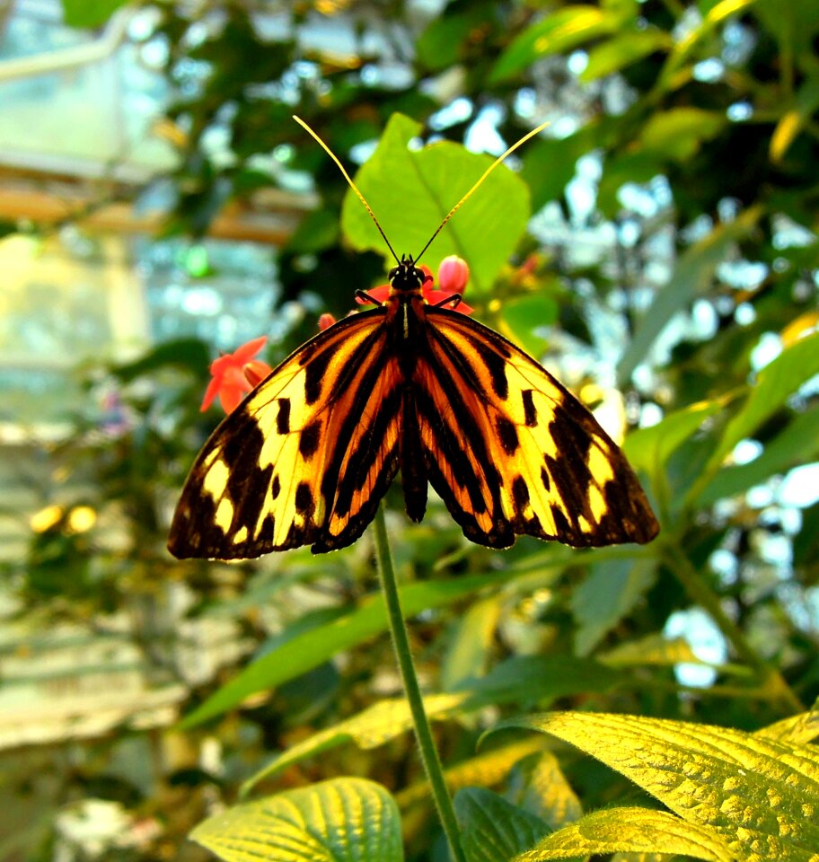 Black garden plant