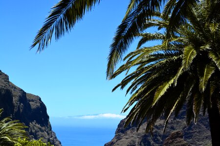Sand beach beach palm tree