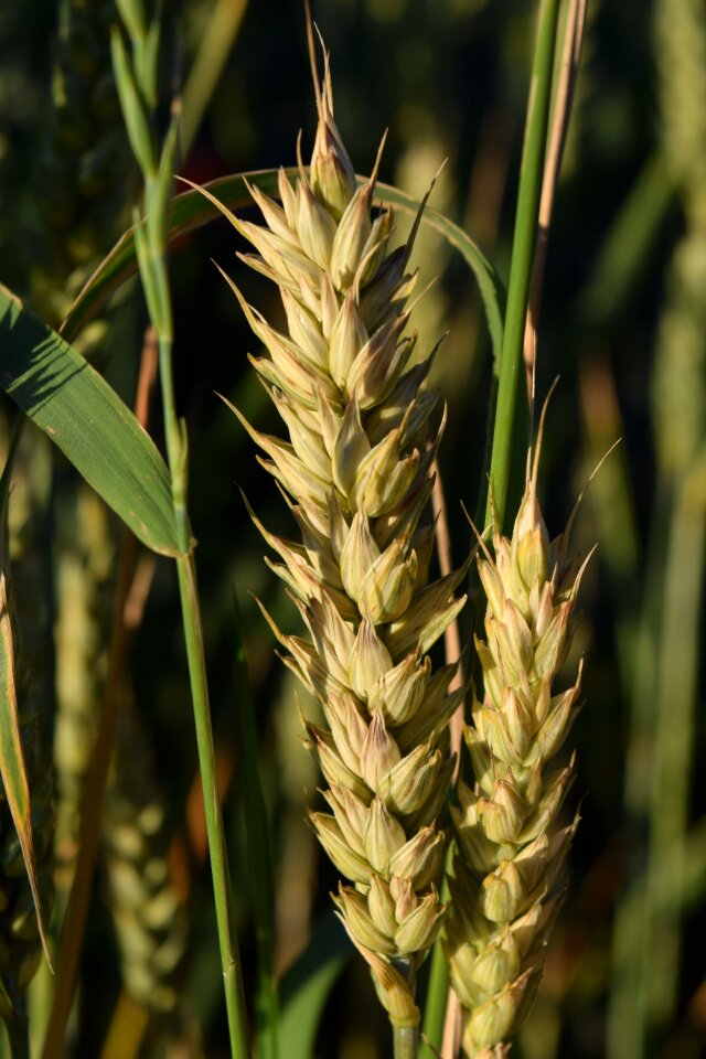 Summer ear plant