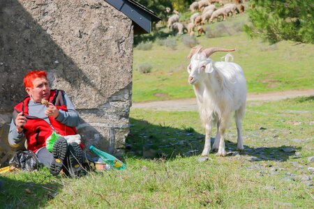 Goat sheep fear