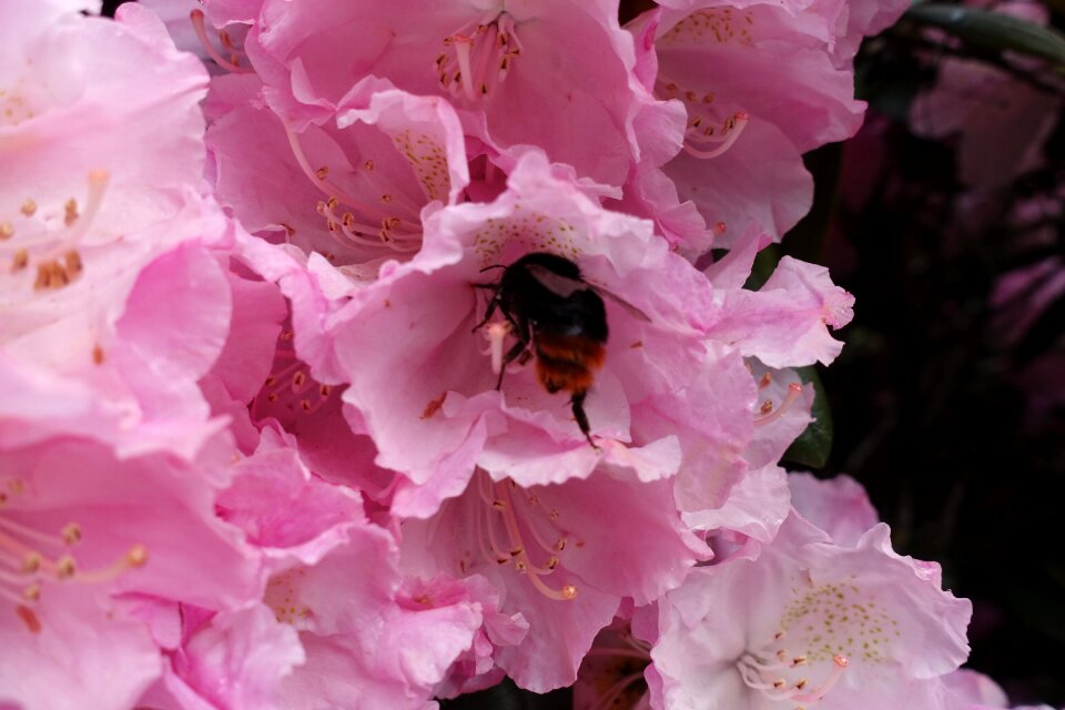 Honeybee anthophila working bee
