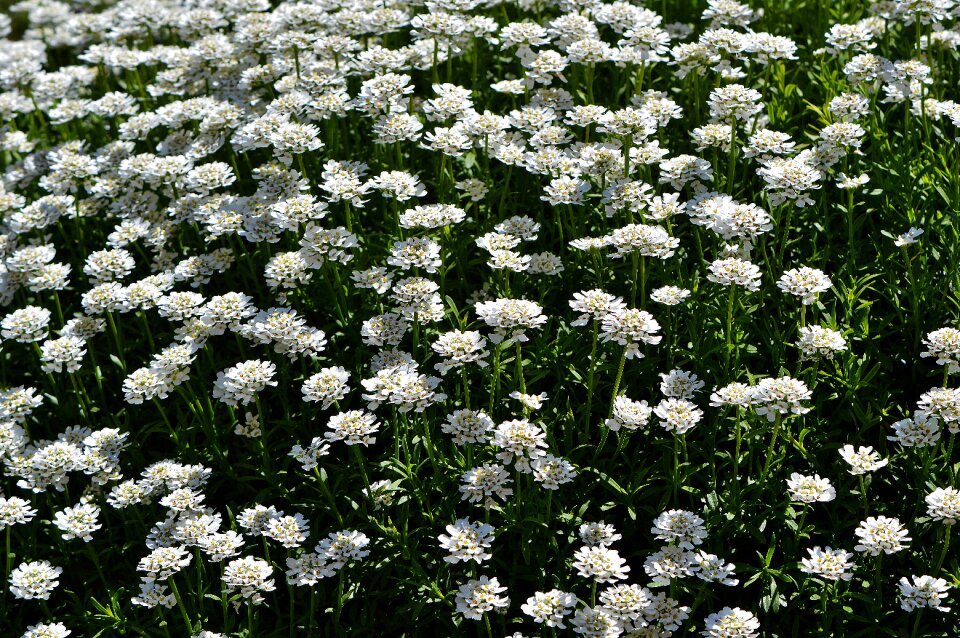 Garden spring plant