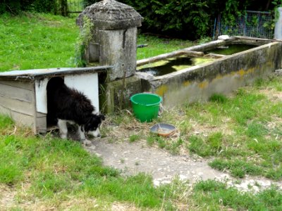 Autrepierre (M-et-M) fontaine et niche de chien