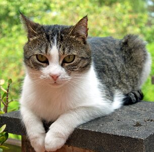 Young cat sweet cute cat