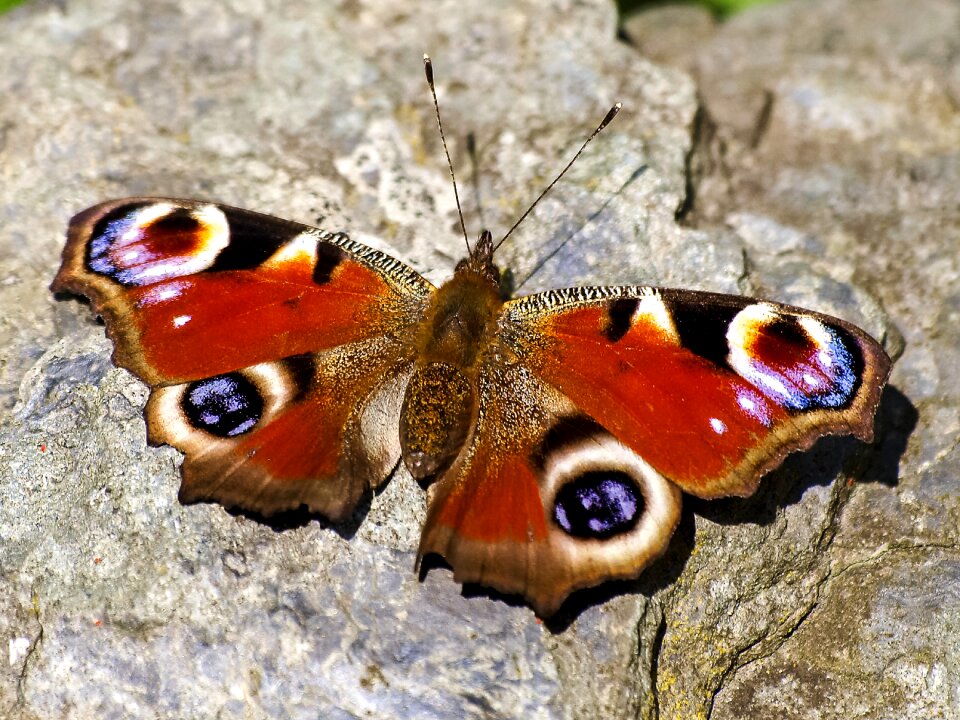 Insect nature animal