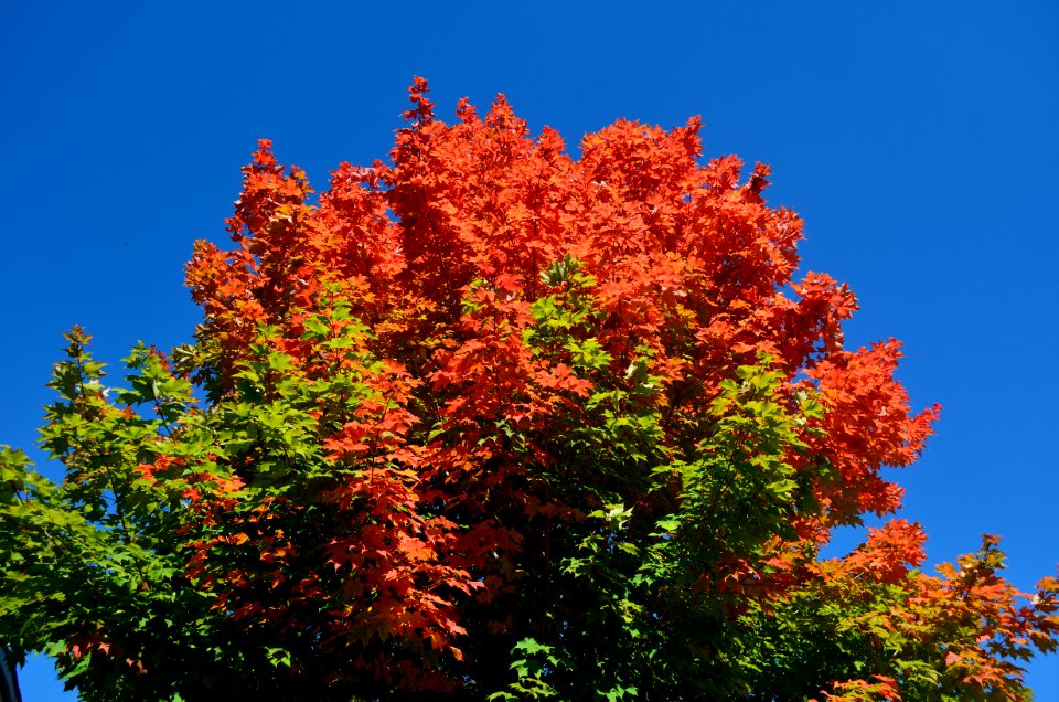 AutumnMapleLeaves3