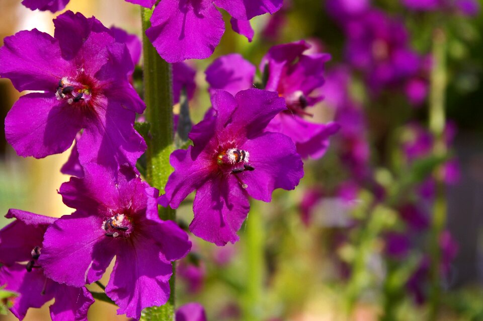 Purple flower nature