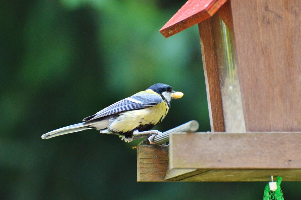 Animal garden feeding station