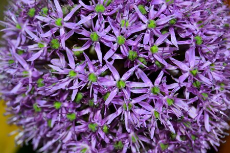 Purple star purple flower