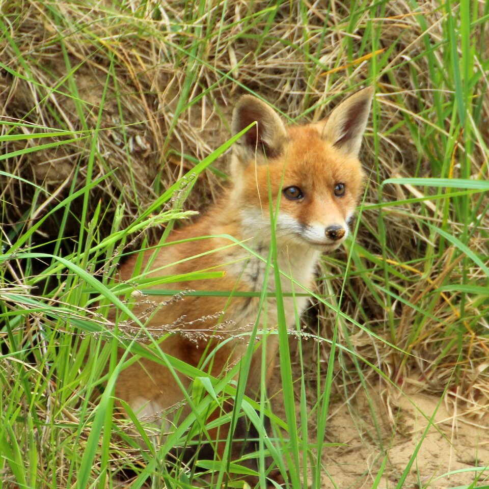 Fox puppy fuchsbau curious