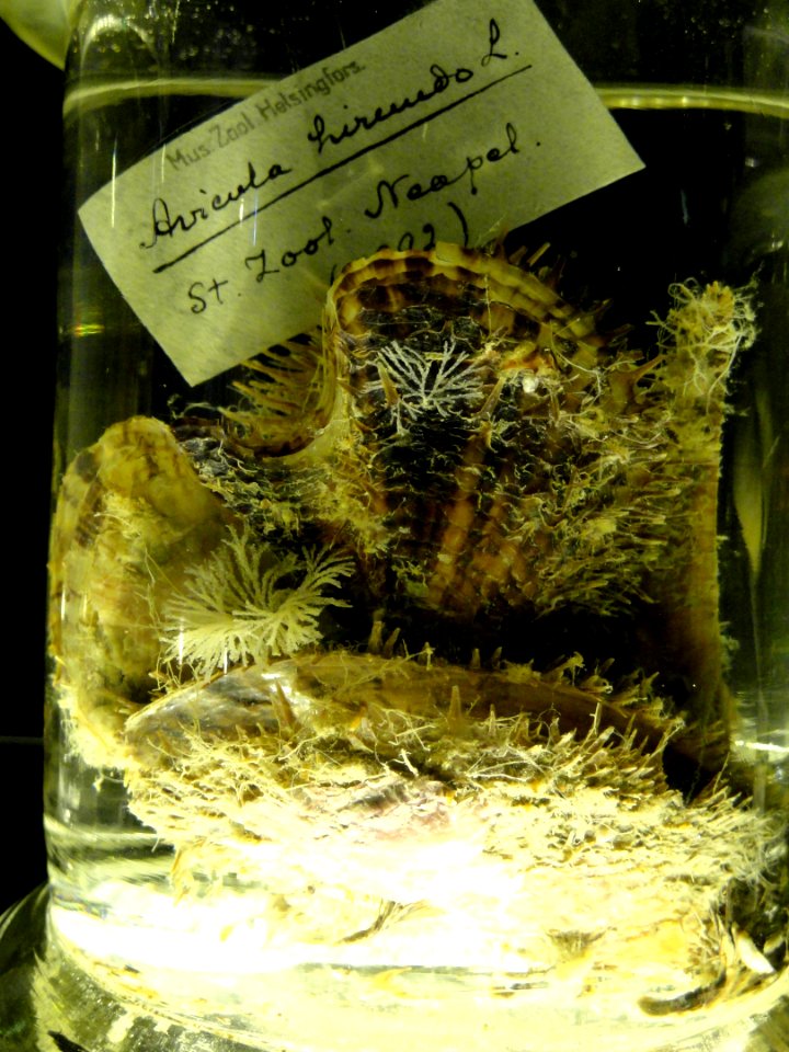 Avicula hirundo - Finnish Museum of Natural History - DSC04692