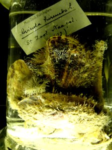 Avicula hirundo - Finnish Museum of Natural History - DSC04692