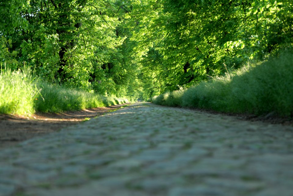 Avenue Ringenwalde 2021-05-29 14