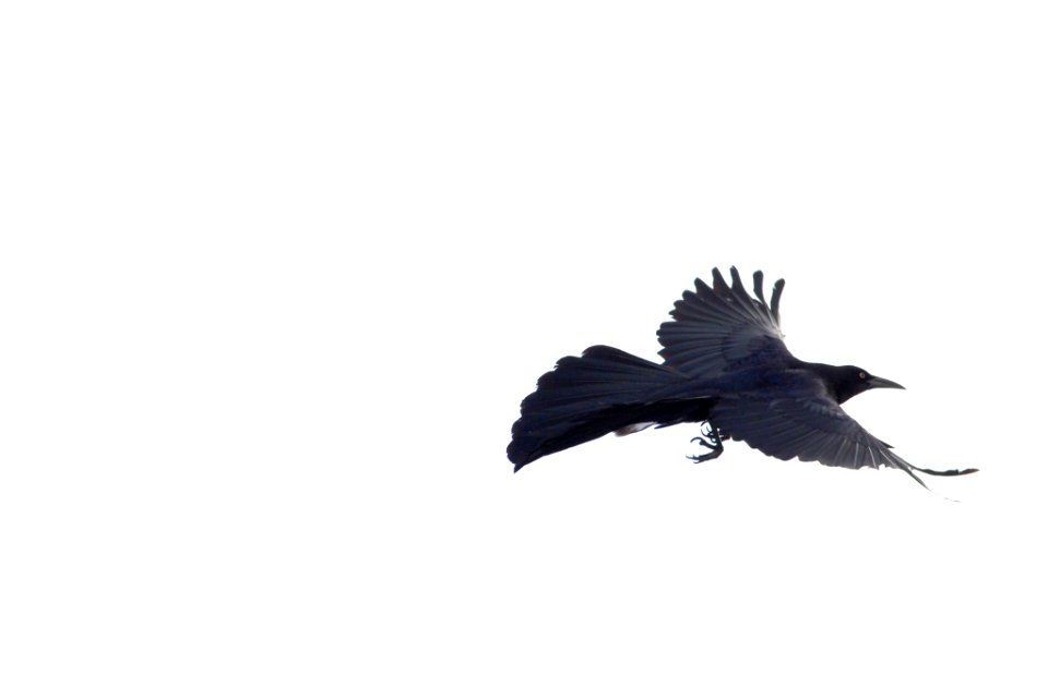 Ave En Vuelo (157351103)