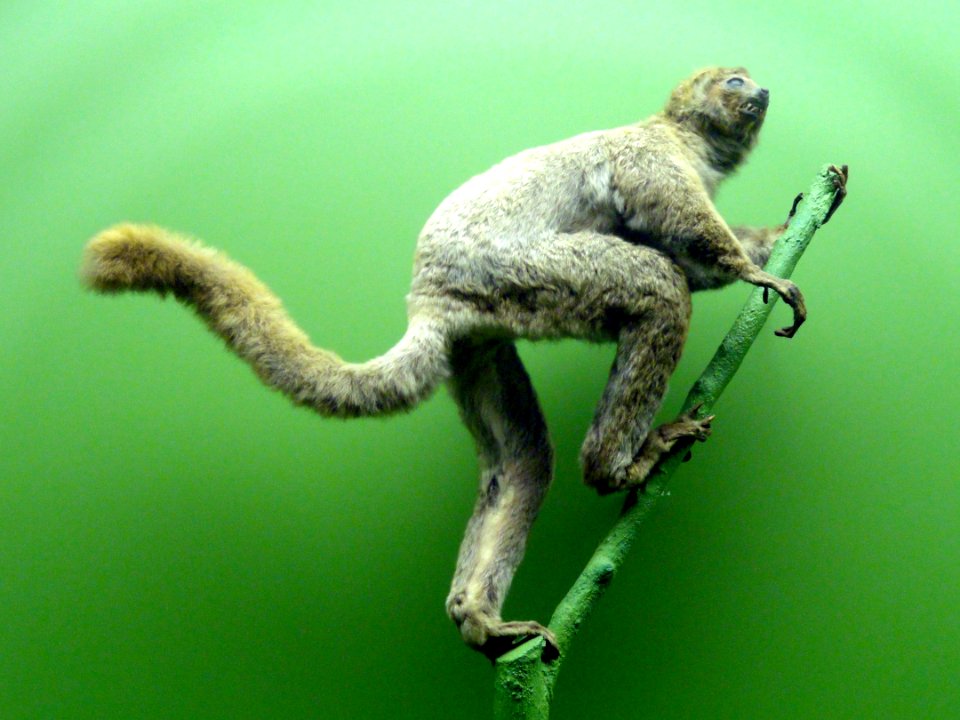 Avahi laniger (Lichanotis laniger) - AMNH - DSC06344