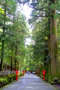 Avenue - Hakone-jinja - Hakone, Japan - DSC05864