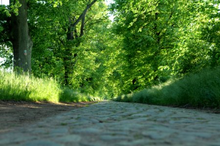 Avenue Ringenwalde 2021-05-29 05