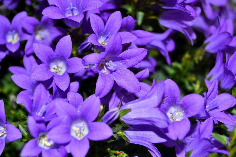 Purple nature plant