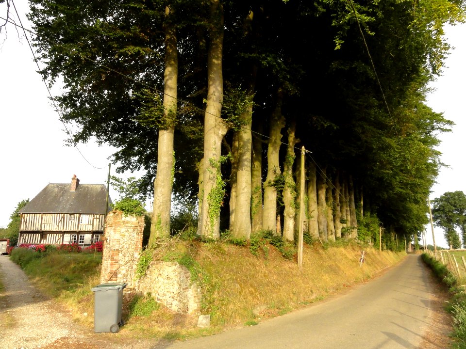 Auzouville-Auberbosc (Seine-Mar.) route d'Auberbosc