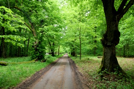 Avenue Mahlendorf Warthe 2021-05-29 18