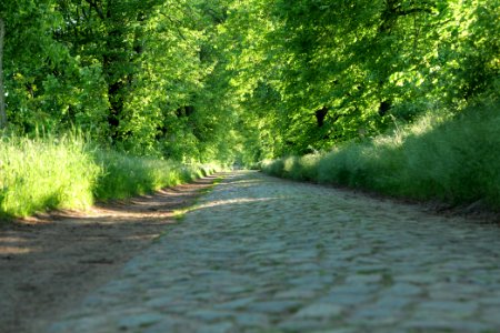 Avenue Ringenwalde 2021-05-29 03