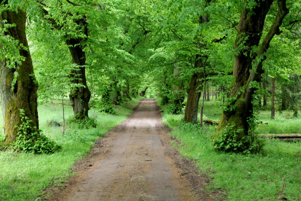 Avenue Mahlendorf Warthe 2021-05-29 15