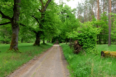 Avenue Mahlendorf Warthe 2021-05-29 10