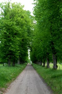 Avenue in Annenwalde 2021-05-29 09