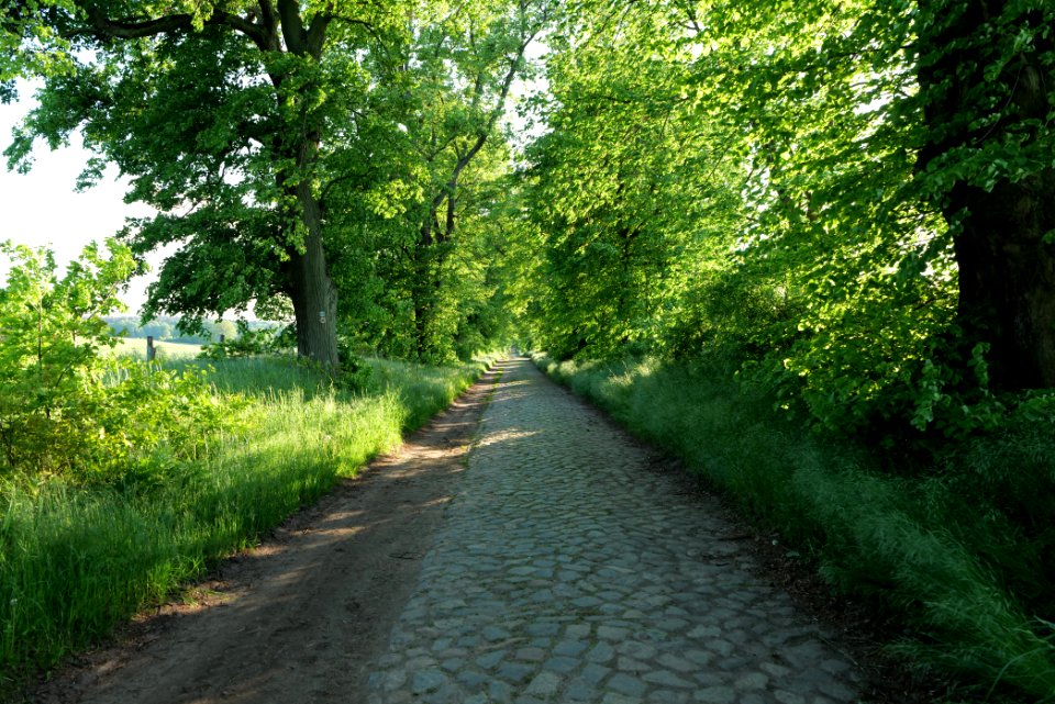 Avenue Ringenwalde 2021-05-29 01