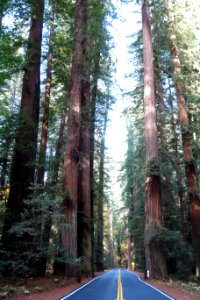 Avenue of the Giants - Humboldt Redwoods State Park - DSC02416