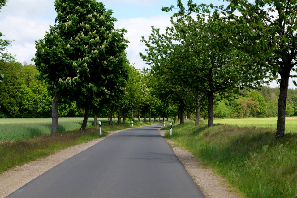 Avenue in Gandenitz 2021-05-29 04