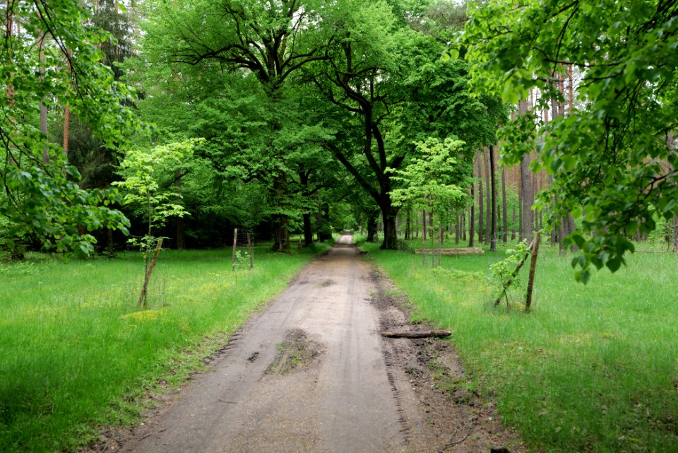 Avenue Mahlendorf Warthe 2021-05-29 04