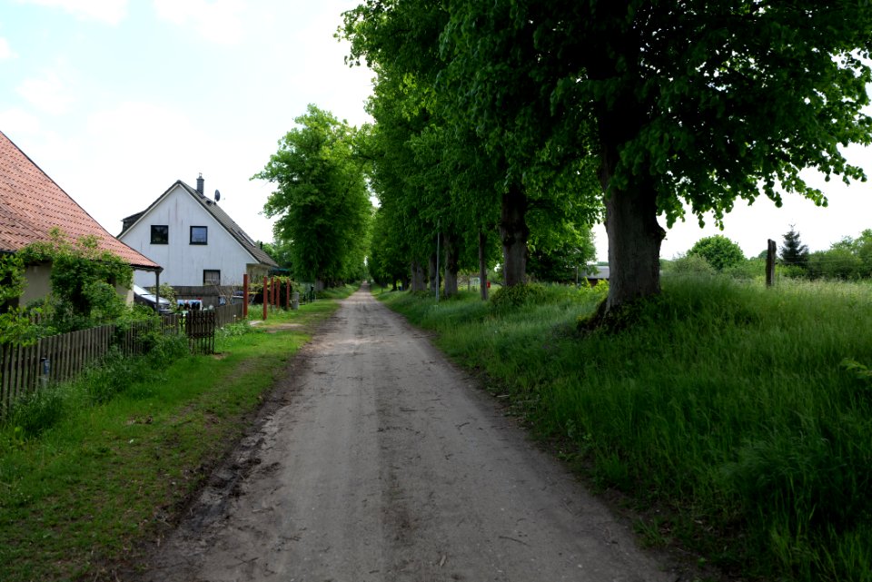 Avenue in Annenwalde 2021-05-29 01