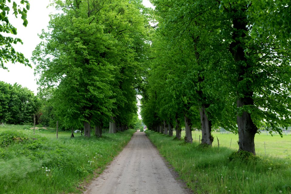 Avenue in Annenwalde 2021-05-29 06
