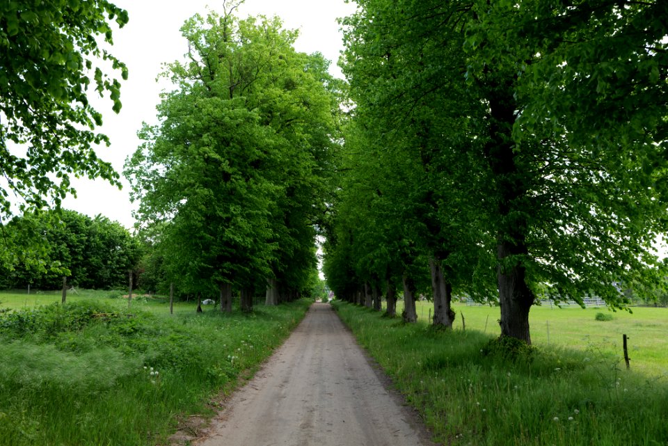 Avenue in Annenwalde 2021-05-29 07