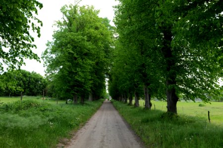 Avenue in Annenwalde 2021-05-29 07